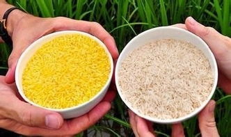 轉(zhuǎn)基因食品的食用安全性及農(nóng)副產(chǎn)品的影響探討